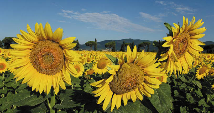 Girasoli in Maremma